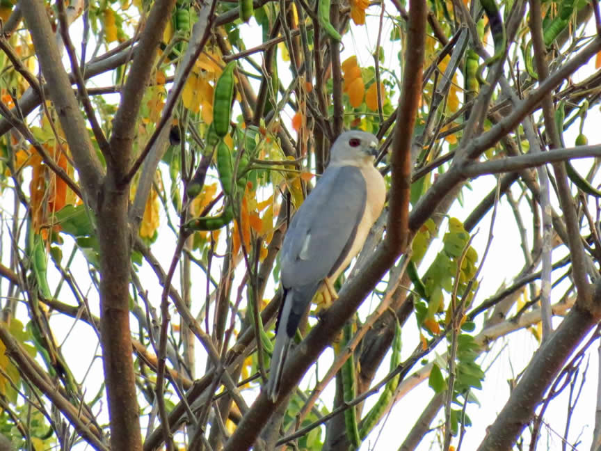 Shikra